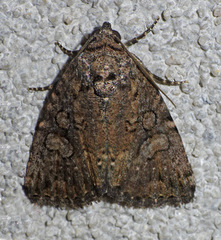 Diastema chuza
