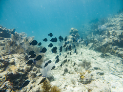 no rights reserved Atlantic Blue Tang
