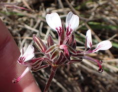 Pelargonium dipetalum