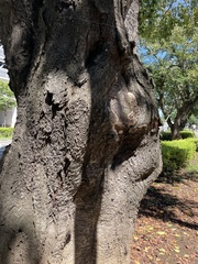 Polyporaceae