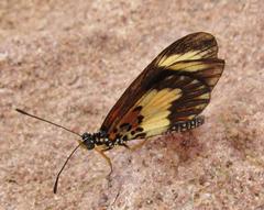 Acraea cabira