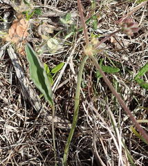 Pelargonium dipetalum