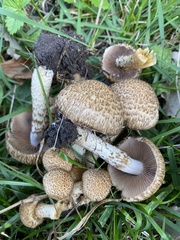 Lacrymaria echiniceps