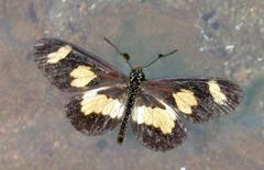 Acraea cabira