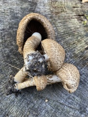 Lacrymaria echiniceps