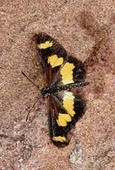 Acraea cabira
