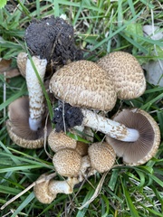 Lacrymaria echiniceps