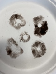 Lacrymaria echiniceps