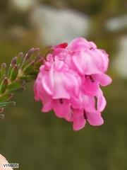 Erica tegulifolia