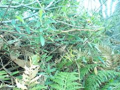 Billardiera longiflora