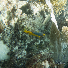 no rights reserved Spanish Hogfish