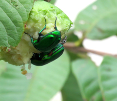 Heterorrhina elegans