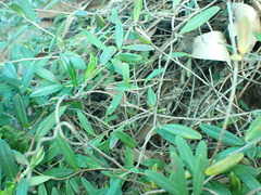 Billardiera longiflora