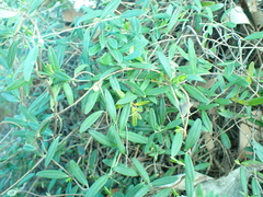 Billardiera longiflora