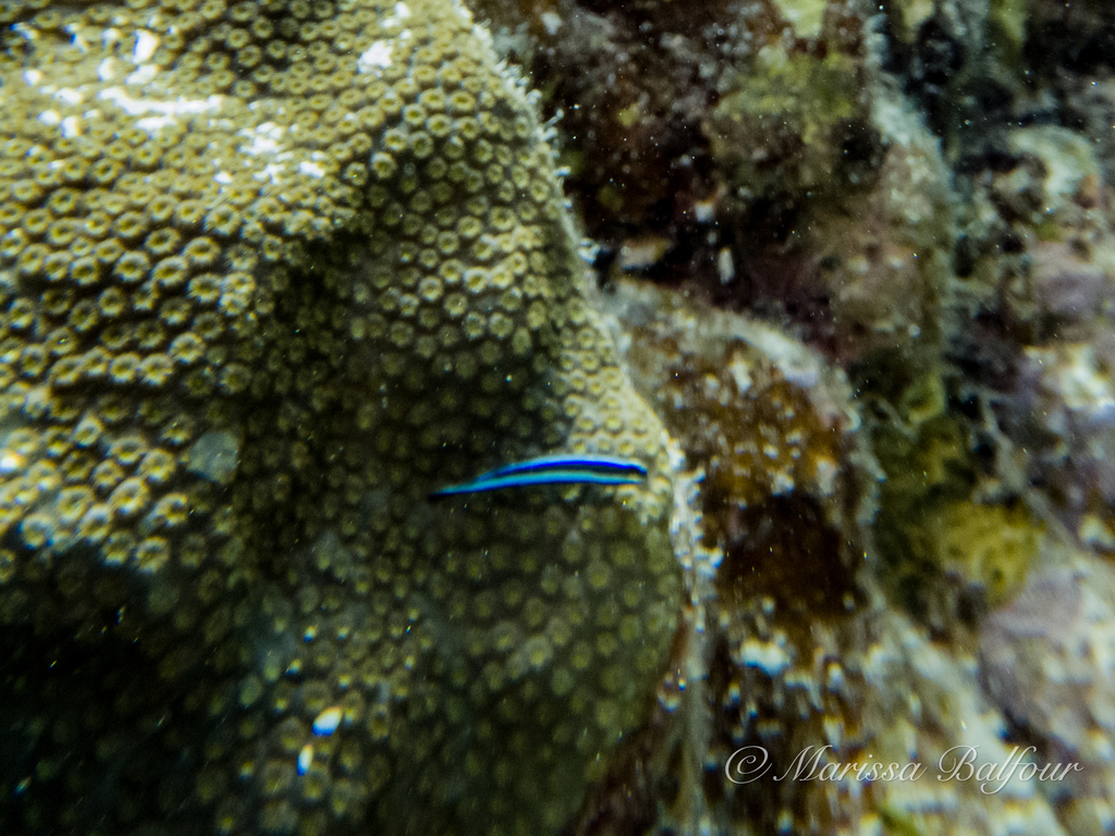 Photo of Neon goby (Elacatinus oceanops)