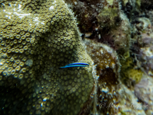 Photo of Neon goby (Elacatinus oceanops)