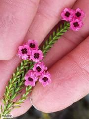 Erica tegulifolia