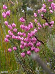 Erica tegulifolia