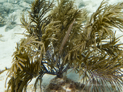no rights reserved Western Atlantic Trumpetfish