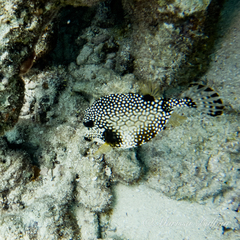 no rights reserved Smooth Trunkfish