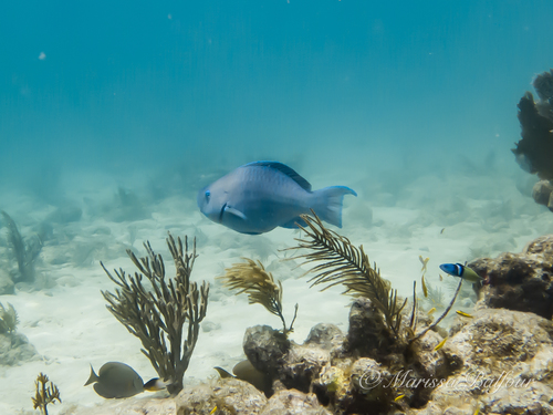 Scarus coeruleus