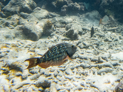 no rights reserved Stoplight Parrotfish