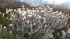 Syncarpha lepidopodium