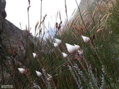 Syncarpha lepidopodium