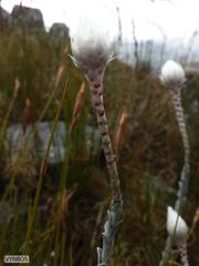 Syncarpha lepidopodium