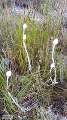 Syncarpha lepidopodium