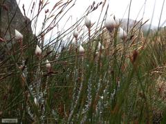 Syncarpha lepidopodium