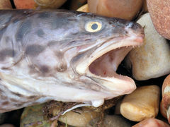 Genypterus tigerinus