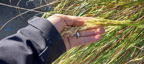 Image of Chionochloa flavicans by (c) M Rutherford, some rights reserved (CC BY)