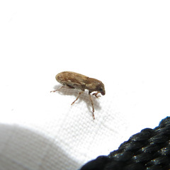 Microlarinus lypriformis