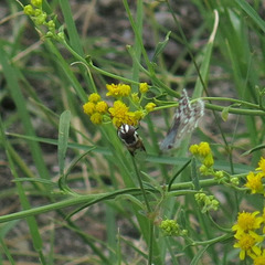 Copestylum fornax