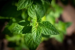 Minthostachys verticillata