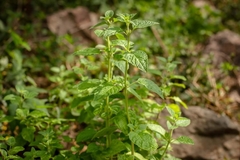 Minthostachys verticillata