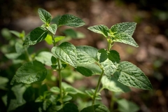 Minthostachys verticillata