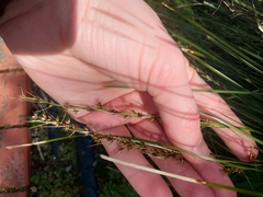 Lomandra longifolia