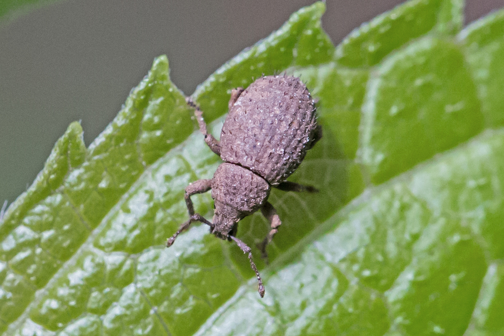 Phyxelis rigidus