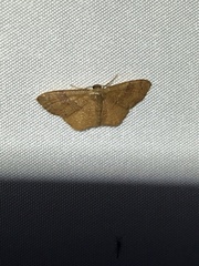 Leptostales ferruminaria