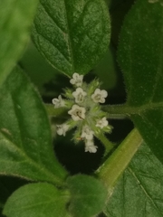 Minthostachys verticillata