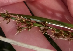 Lomandra longifolia