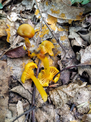 Hygrophorineae