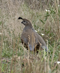 Callipepla californica