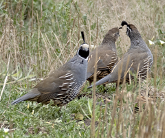 Callipepla californica