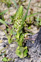Satyrium bicallosum