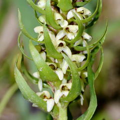 Satyrium bicallosum