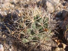 Coryphantha robustispina