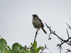 Prinia subflava pondoensis